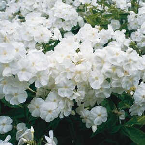 Phlox (P) 'Rembrandt' geen maat specificatie 0,55L/P9cm - afbeelding 2
