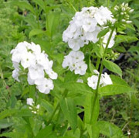 Phlox (P) 'Rembrandt' geen maat specificatie 0,55L/P9cm - afbeelding 3