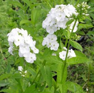 Phlox (P) 'Rembrandt' geen maat specificatie 0,55L/P9cm - afbeelding 3