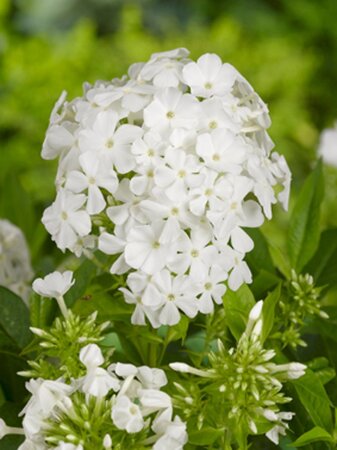 Phlox (P) 'Rembrandt' geen maat specificatie 0,55L/P9cm - afbeelding 4