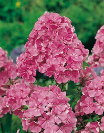Phlox (P) 'Rijnstroom' geen maat specificatie 0,55L/P9cm - afbeelding 1