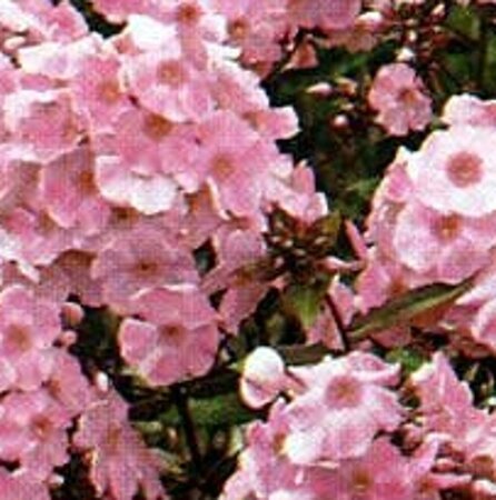 Phlox (P) 'Rijnstroom' geen maat specificatie 0,55L/P9cm - afbeelding 3