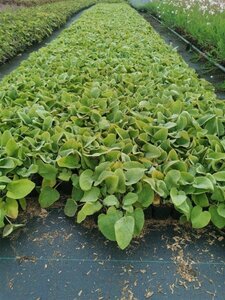 Phlomis russeliana geen maat specificatie 0,55L/P9cm - afbeelding 9