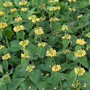 Phlomis russeliana geen maat specificatie 0,55L/P9cm - afbeelding 7