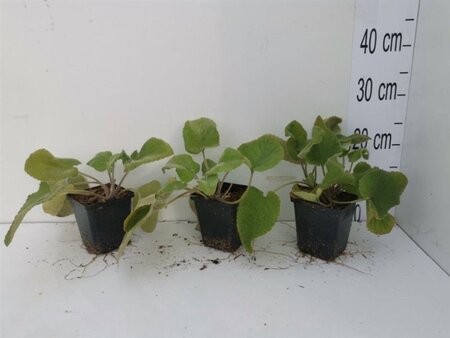 Phlomis russeliana geen maat specificatie 0,55L/P9cm - afbeelding 8