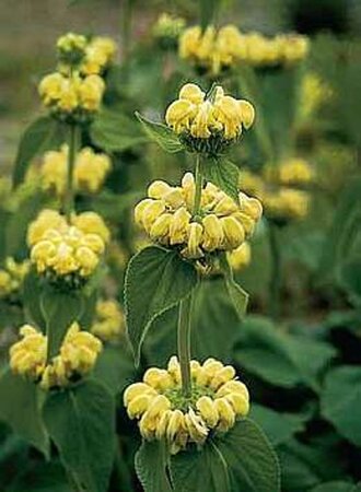 Phlomis russeliana geen maat specificatie 0,55L/P9cm - afbeelding 14