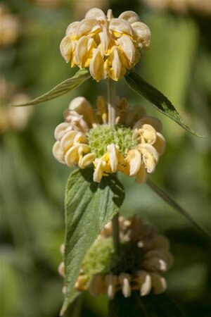 Phlomis russeliana geen maat specificatie 0,55L/P9cm - afbeelding 13