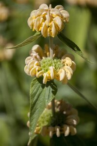 Phlomis russeliana geen maat specificatie 0,55L/P9cm - afbeelding 13