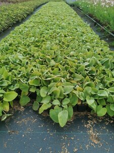 Phlomis russeliana geen maat specificatie 0,55L/P9cm - afbeelding 15