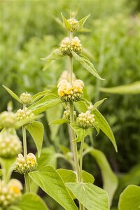 Phlomis russeliana geen maat specificatie 0,55L/P9cm - afbeelding 12