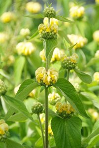 Phlomis russeliana geen maat specificatie 0,55L/P9cm - afbeelding 4