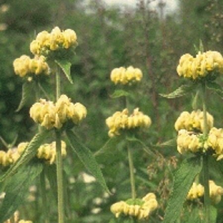 Phlomis russeliana geen maat specificatie 0,55L/P9cm - afbeelding 8