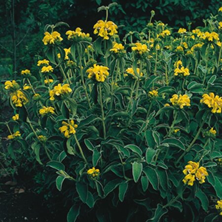Phlomis russeliana geen maat specificatie 0,55L/P9cm - afbeelding 9