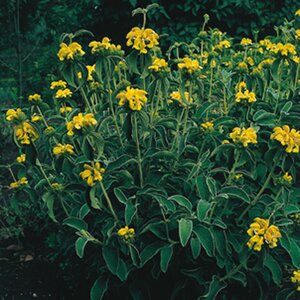 Phlomis russeliana geen maat specificatie 0,55L/P9cm - afbeelding 9