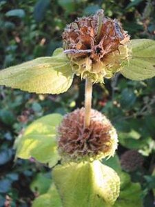 Phlomis russeliana geen maat specificatie 0,55L/P9cm - afbeelding 11