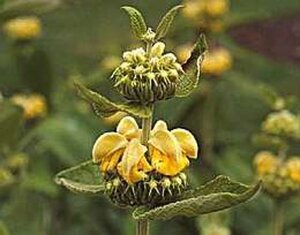 Phlomis russeliana geen maat specificatie 0,55L/P9cm - afbeelding 10