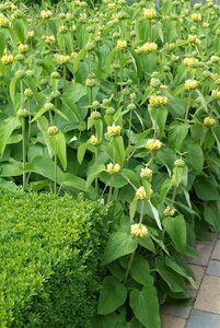 Phlomis russeliana geen maat specificatie 0,55L/P9cm - afbeelding 3