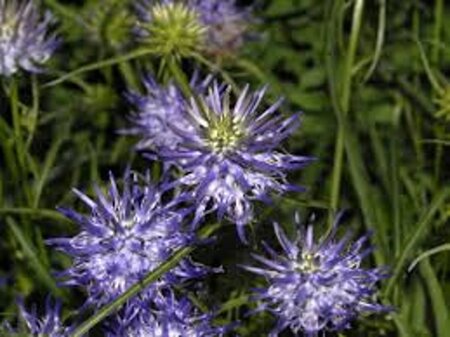 Phyteuma scheuchzeri geen maat specificatie 0,55L/P9cm