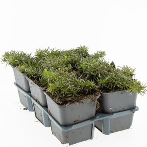 Phlox (S) 'Scarlet Flame' geen maat specificatie 0,55L/P9cm