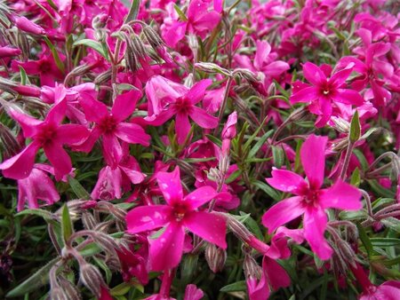 Phlox (S) 'Scarlet Flame' geen maat specificatie 0,55L/P9cm - afbeelding 1