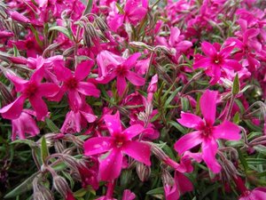 Phlox (S) 'Scarlet Flame' geen maat specificatie 0,55L/P9cm