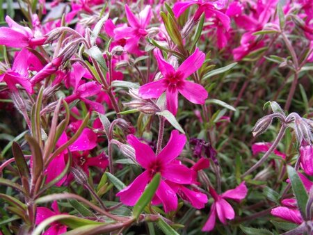 Phlox (S) 'Scarlet Flame' geen maat specificatie 0,55L/P9cm - afbeelding 2