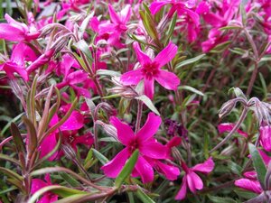 Phlox (S) 'Scarlet Flame' geen maat specificatie 0,55L/P9cm - afbeelding 2