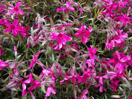 Phlox (S) 'Scarlet Flame' geen maat specificatie 0,55L/P9cm - afbeelding 3