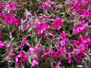 Phlox (S) 'Scarlet Flame' geen maat specificatie 0,55L/P9cm - afbeelding 3