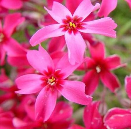 Phlox (S) 'Scarlet Flame' geen maat specificatie 0,55L/P9cm - afbeelding 4