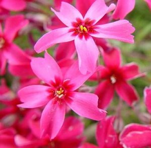 Phlox (S) 'Scarlet Flame' geen maat specificatie 0,55L/P9cm - afbeelding 4