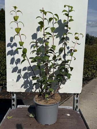 Philadelphus 'Snowbelle' 50-60 cm cont. 3,0L