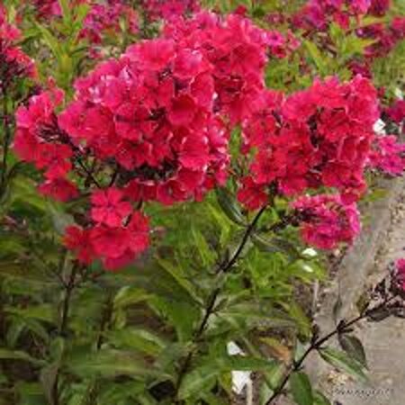 Phlox (P) 'Starfire' geen maat specificatie 0,55L/P9cm - afbeelding 1