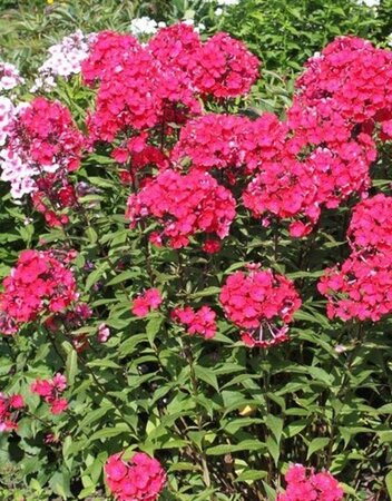 Phlox (P) 'Starfire' geen maat specificatie 0,55L/P9cm - afbeelding 1