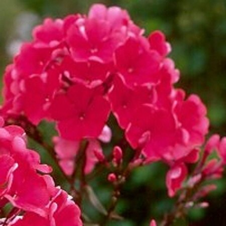 Phlox (P) 'Starfire' geen maat specificatie 0,55L/P9cm - afbeelding 2