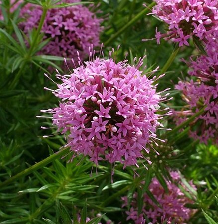 Phuopsis stylosa geen maat specificatie 0,55L/P9cm - afbeelding 6