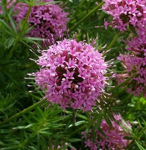 Phuopsis stylosa geen maat specificatie 0,55L/P9cm - afbeelding 6