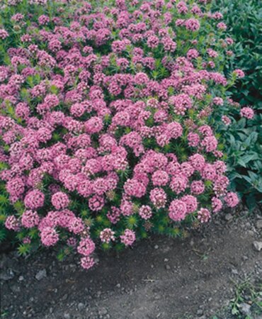 Phuopsis stylosa geen maat specificatie 0,55L/P9cm - afbeelding 7