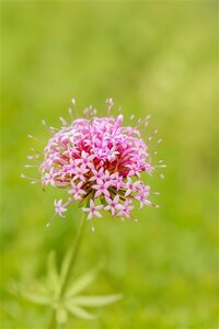 Phuopsis stylosa geen maat specificatie 0,55L/P9cm - afbeelding 4