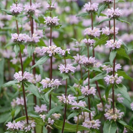 Phlomis tuberosa 'Amazone' geen maat specificatie 0,55L/P9cm - afbeelding 3