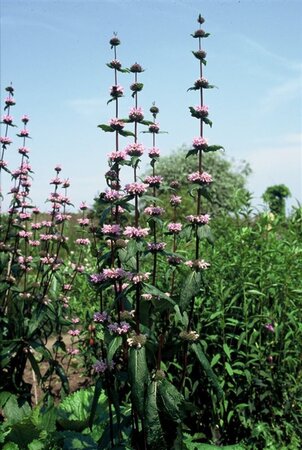 Phlomis tuberosa 'Amazone' geen maat specificatie 0,55L/P9cm - afbeelding 5