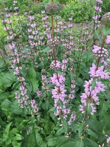 Phlomis tuberosa 'Amazone' geen maat specificatie 0,55L/P9cm - image 2