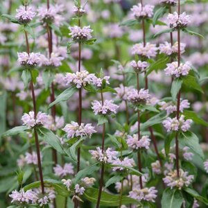 Phlomis tuberosa 'Amazone' geen maat specificatie 0,55L/P9cm - image 3