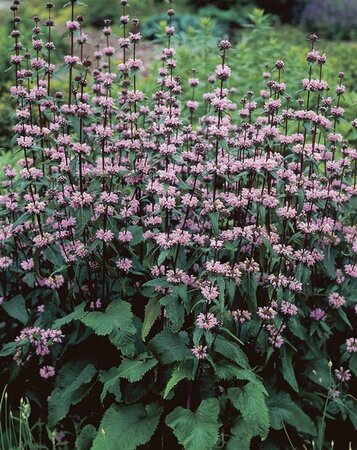 Phlomis tuberosa 'Amazone' geen maat specificatie 0,55L/P9cm - image 4