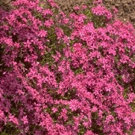 Phlox (S) 'Temiskaming' geen maat specificatie 0,55L/P9cm