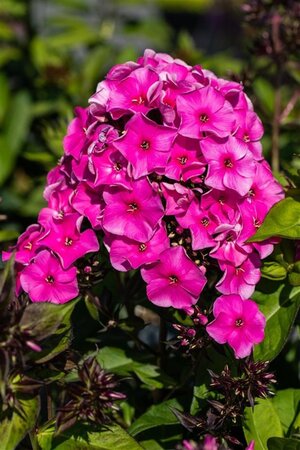 Phlox (P) 'Tenor' geen maat specificatie 0,55L/P9cm