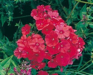 Phlox (P) 'Tenor' geen maat specificatie 0,55L/P9cm - afbeelding 2