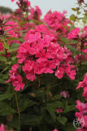 Phlox (P) 'Tenor' geen maat specificatie 0,55L/P9cm - afbeelding 3