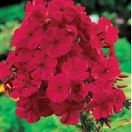 Phlox (P) 'Tenor' geen maat specificatie 0,55L/P9cm - afbeelding 4