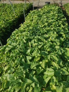 Phlomis tuberosa geen maat specificatie 0,55L/P9cm - afbeelding 10